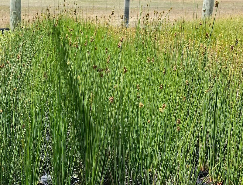 Juncus pallidus - Giant Rush Water Plant