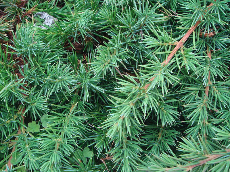 Juniperus rigida conferta - Shore Juniper