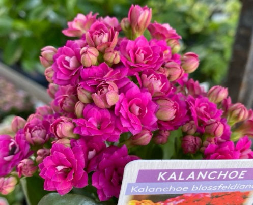 Kalanchoe blossfeldiana - DEEP PINK - Flaming Katy