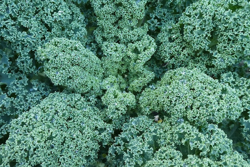 Kale - DWARF BLUE CURLED - Brassica oleracea Acephala Group