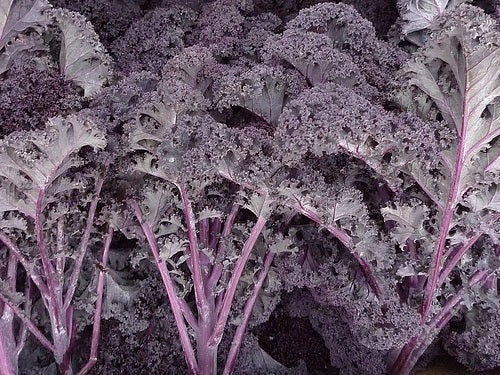 Kale - SCARLET - Brassica oleracea Acephala Group