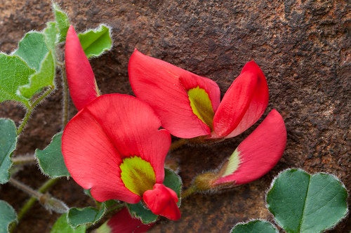 Kennedia prostrata - Running Postman