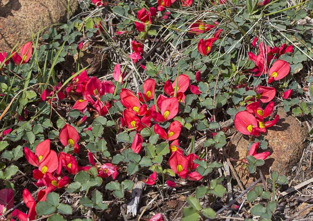 Kennedia prostrata - Running Postman