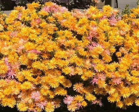 Lampranthus spectabilis - AMBER EXPLOSION - Trailing Ice Plant