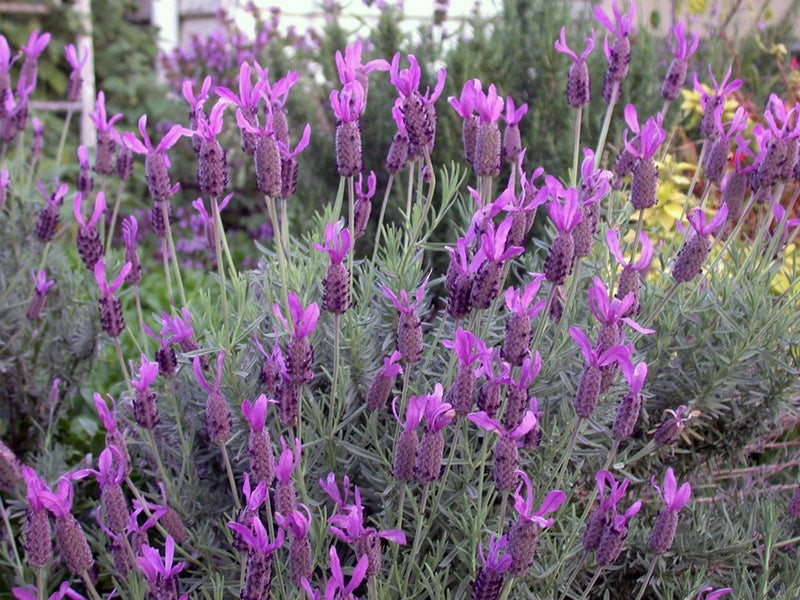 Lavandula stoechas - AVONVIEW - Spanish Lavender