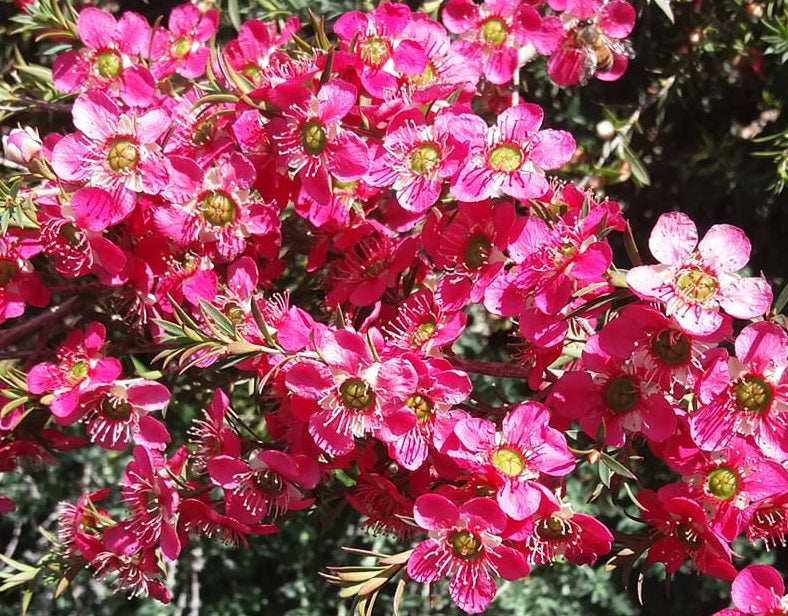 Leptospermum continentale x polygalifolium - MERINDA - Tea Tree