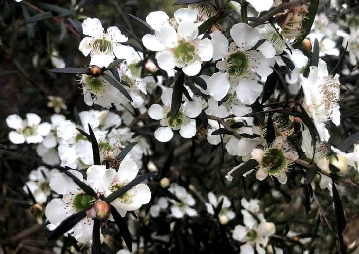 Leptospermum obovatum - STARRY NIGHT - River Tea Tree