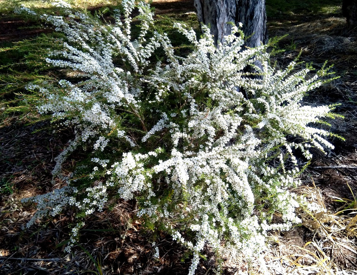 Leptospermum polygalifolium - CARDWELL - Jelly Bush