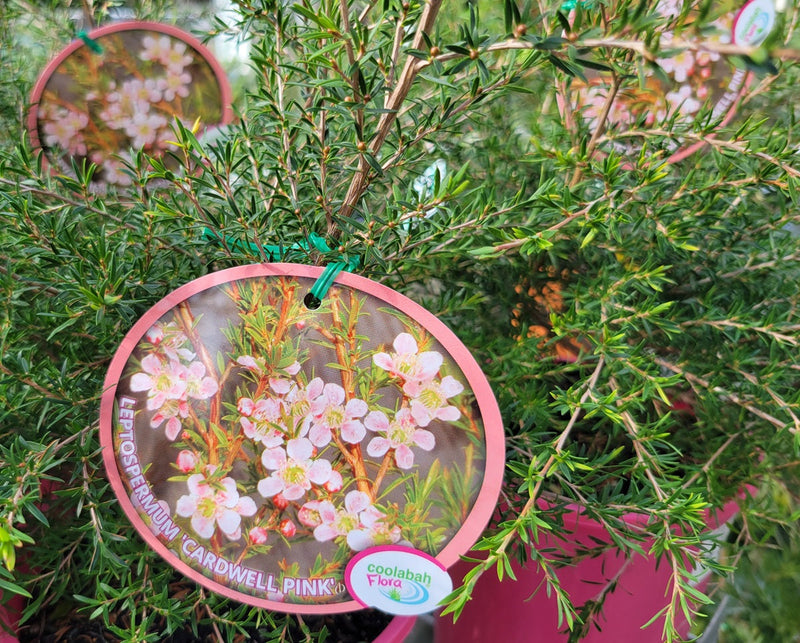 Leptospermum polygalifolium - CARDWELL PINK - Jelly Bush