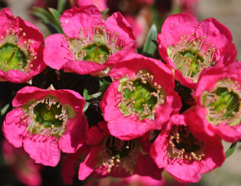 Leptospermum scoparium - LIPSTICK - Manuka Tea Tree