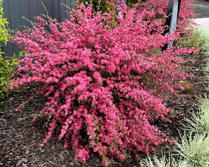 Leptospermum continentale x polygalifolium - MERINDA - Tea Tree