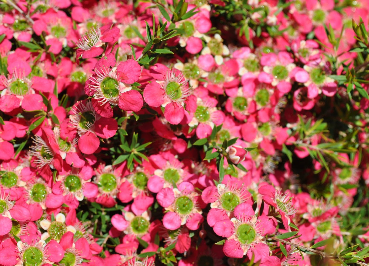 Leptospermum - OUTRAGEOUS - Tea Tree