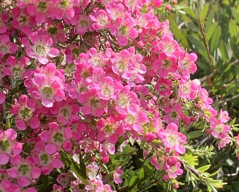 Leptospermum TICKLED PINK - Tea Tree 'L129F' PBR