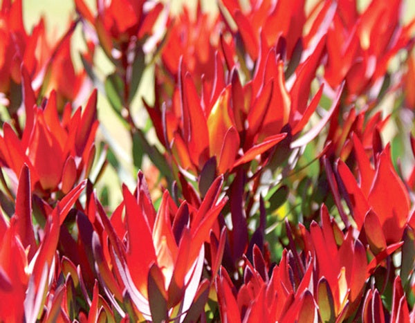 Leucadendron salignum - RED DEVIL - Sunshine Conebush