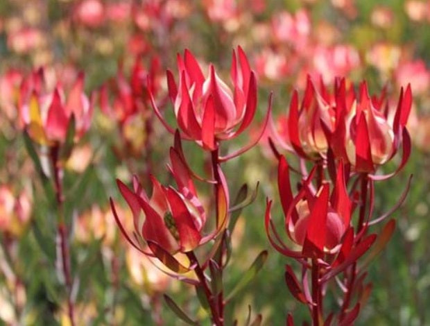 Leucadendron salignum - STRAWBERRY AND CREAM - Sunshine Conebush