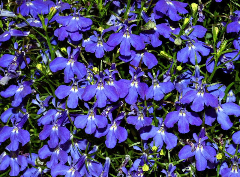 Lobelia erinus - MIDNIGHT MOON - Edging Lobelia