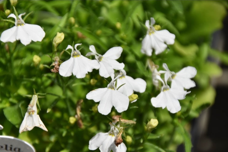 Lobelia erinus - PAPER MOON - Edging Lobelia