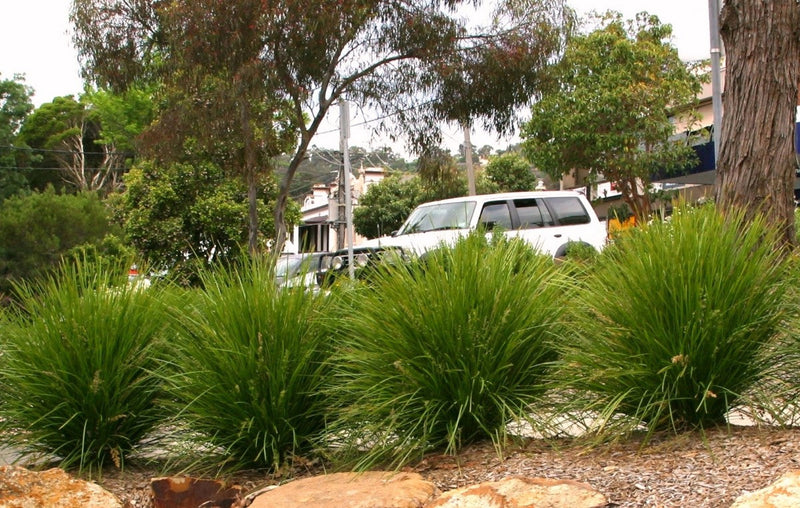 Lomandra confertifolia x longifolia - LIME TUFF - Spiny-Head Mat-Rush