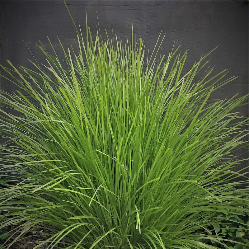 Lomandra confertifolia x longifolia - LIME TUFF - Spiny-Head Mat-Rush