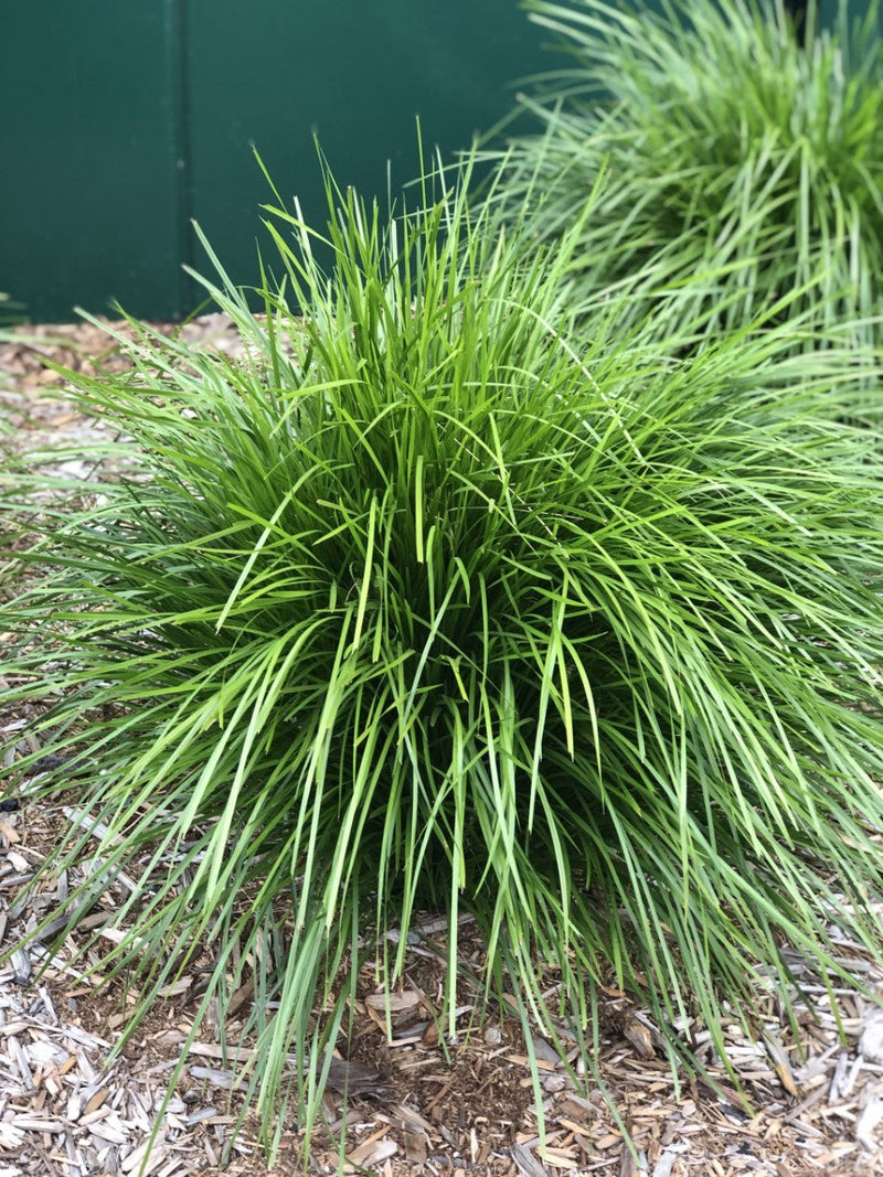 Lomandra confertifolia x longifolia - LIME TUFF - Spiny-Head Mat-Rush