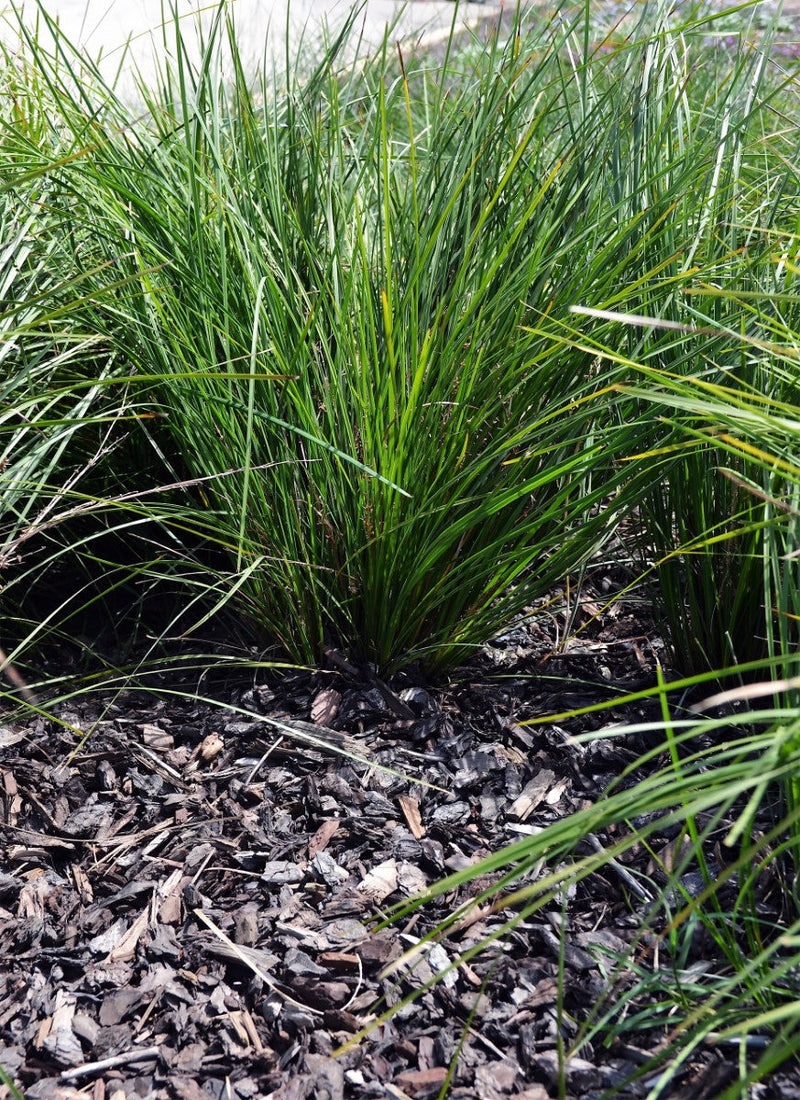 Lomandra confertifolia - LITTLE PAL - Mat-Rush