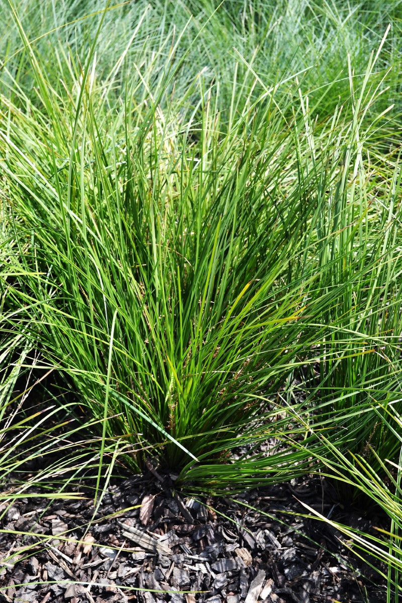 Lomandra confertifolia - LITTLE PAL - Mat-Rush