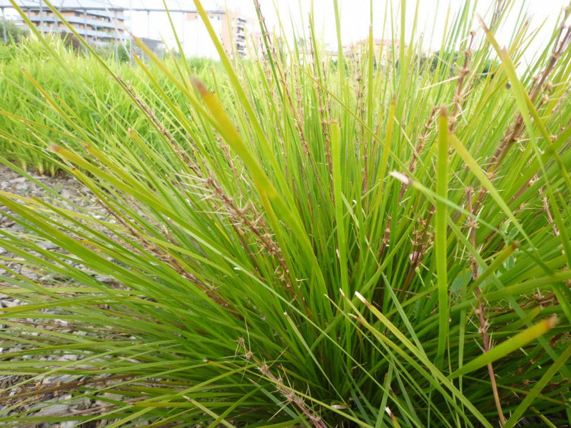 Lomandra confertifolia pallida - POM POM - Trojan Mat-Rush