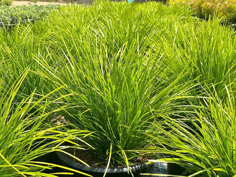 Lomandra confertifolia pallida - POM POM - Trojan Mat-Rush