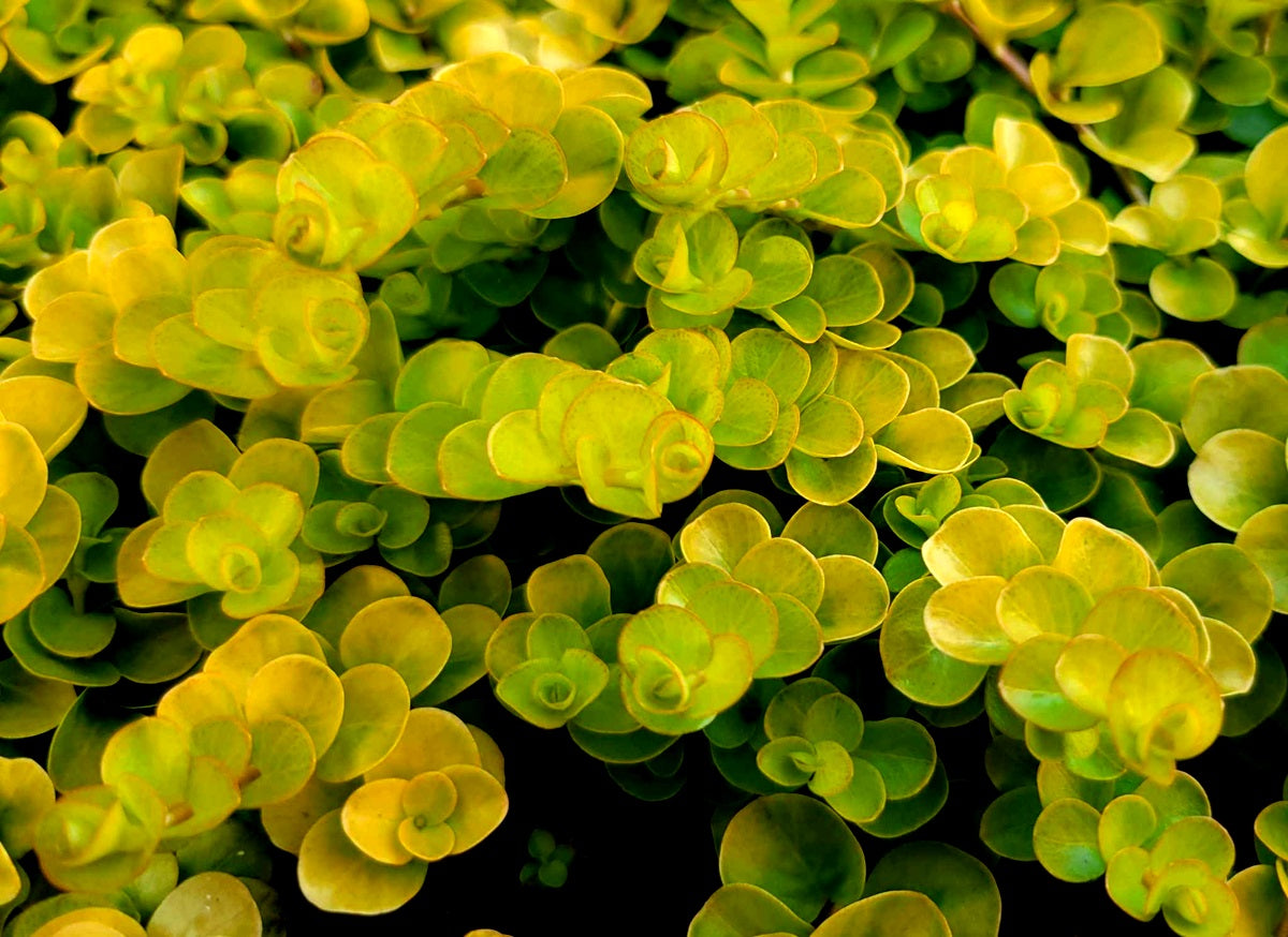 Lysimachia nummularia - AUREA - Goldilocks Hanging Basket