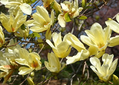 Magnolia acuminata x denudata - ELIZABETH - Grafted