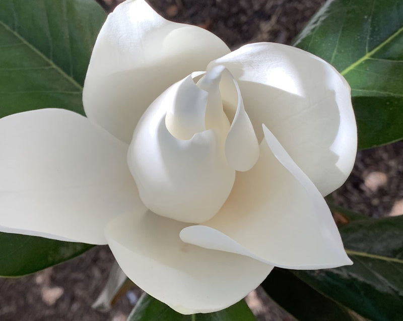 Magnolia grandiflora - SWEET N NEAT - Southern Magnolia