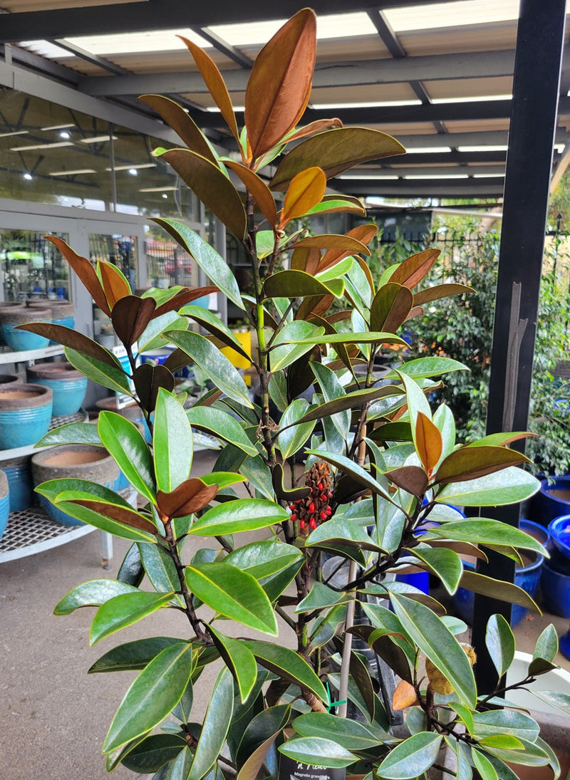 Magnolia grandiflora - SWEET N NEAT - Southern Magnolia