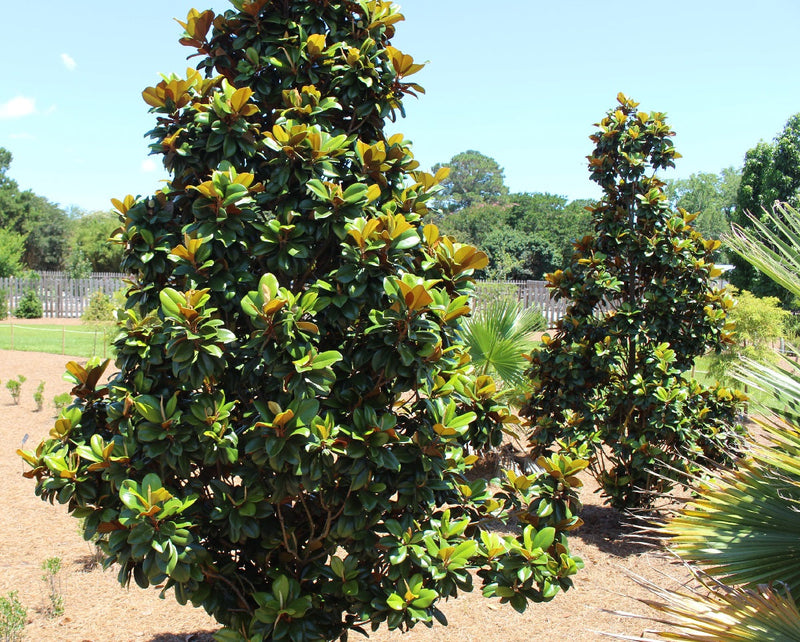 Magnolia grandiflora - TEDDY BEAR - Southern Magnolia