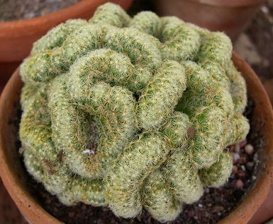 Mammillaria elongata cristata - Brain Cactus