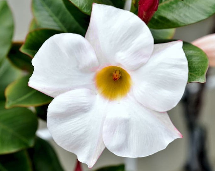 Mandevilla - ALOHA BRIGHT WHITE - Rocktrumpet