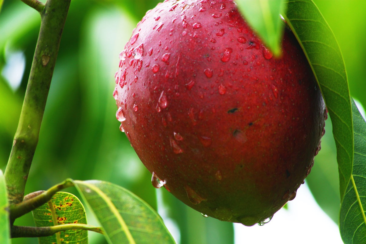 Mangifera indica - BULLOCKS HEART - Grafted Mango