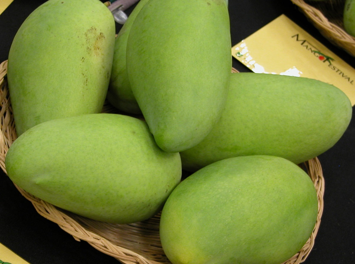 Mangifera indica - CARABAO - Grafted Philippine Mango