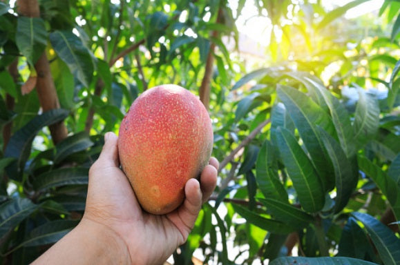 Mangifera indica - ZILLATE - Grafted Mango