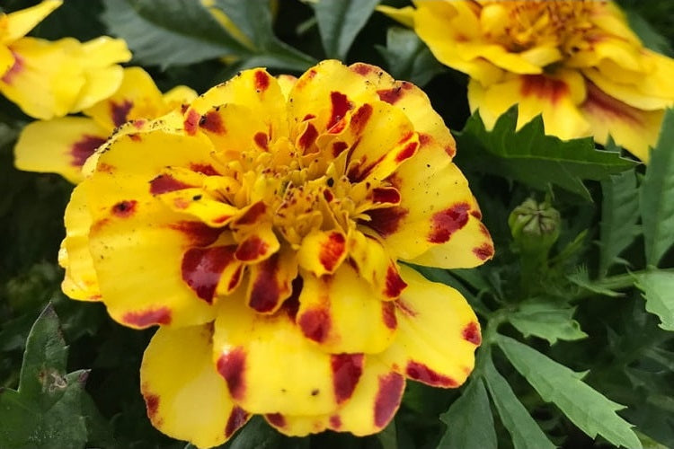 Marigold French - CREME BRULEE - Tagetes erecta