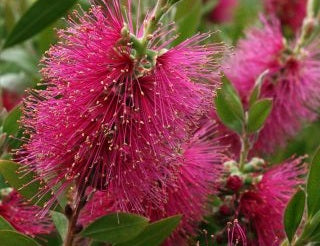 Melaleuca salicina - PERTH PINK - Willow Bottlebrush