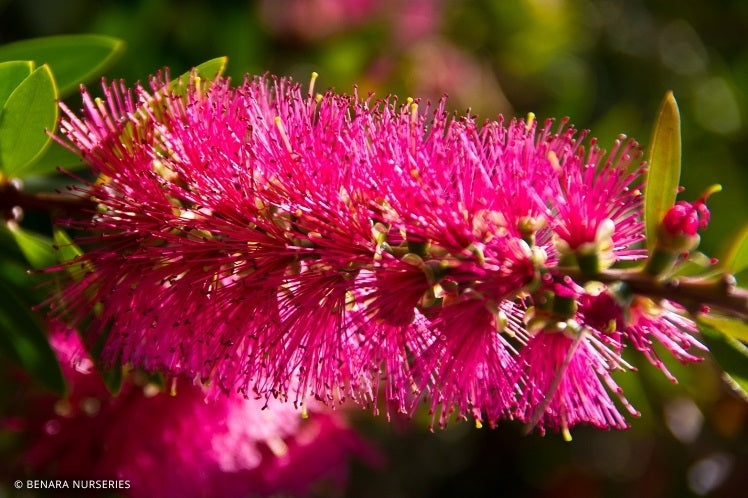 Melaleuca citrina - TAREE PINK - Lemon Bottlebrush