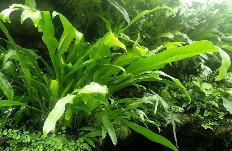 Microsorum punctatum - GREEN FLAME - Fishtail Fern