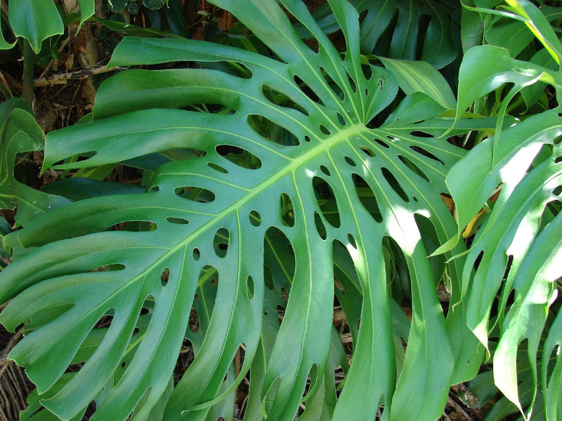 Monstera deliciosa - Fruit Salad Plant