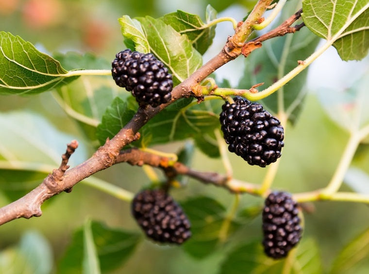 Morus nigra - MAJESTIC - Dwarf Black Mulberry