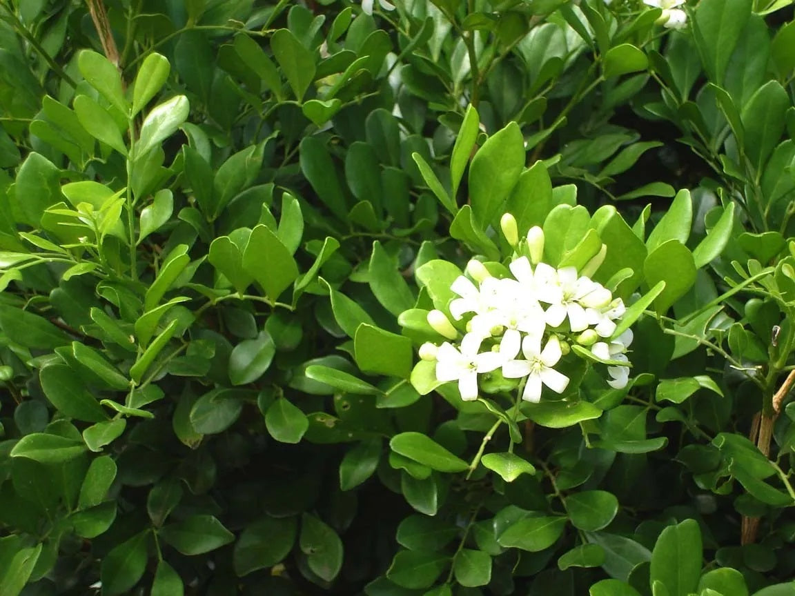 Murraya paniculata - MIN-A-MIN - Dwarf Orange Jessamine