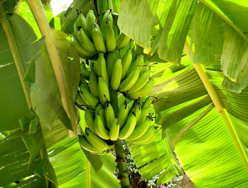 Musa acuminata - WILLIAM CAVENDISH - Banana