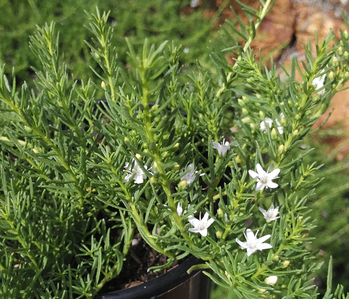 Myoporum parvifolium - FINE-LEAF - Creeping Boobialla