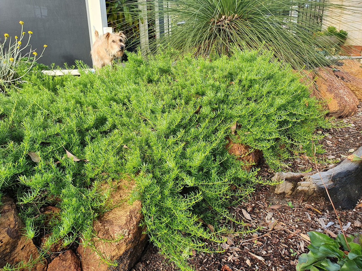 Myoporum parvifolium - FINE-LEAF - Creeping Boobialla