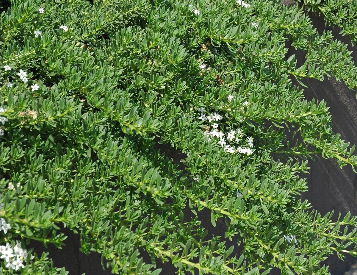 Myoporum parvifolium - Creeping Boobialla