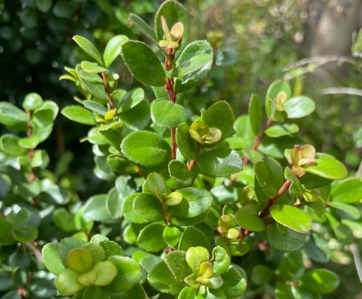 Myrsine africana - African Boxwood